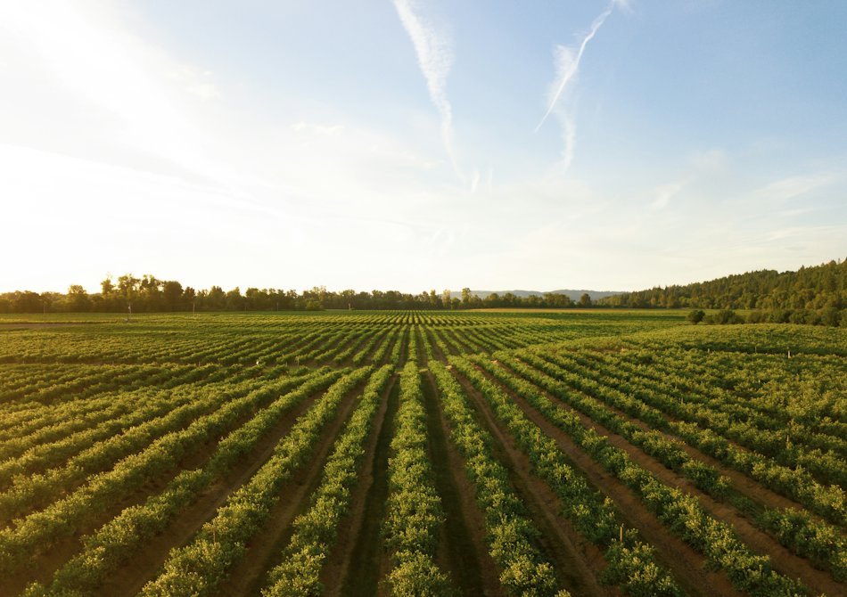 Vista aérea de un paisaje agrícola, fotografía ilustrativa de actividades productivas organizadas